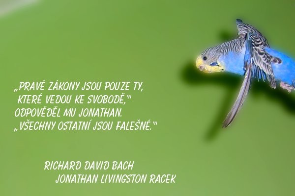 citat_racek.jpg
